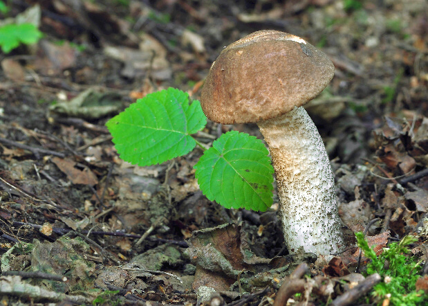 kozák brezový Leccinum scabrum (Bull.) Gray