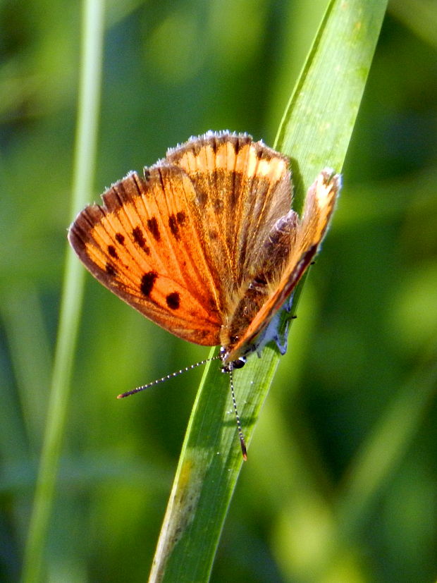 ohniváčik veľký Lycaena dispar Haworth, 1802