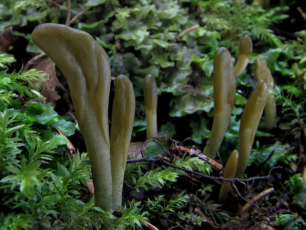 drobnojazýček zelený Microglossum viride (Pers.) Gillet