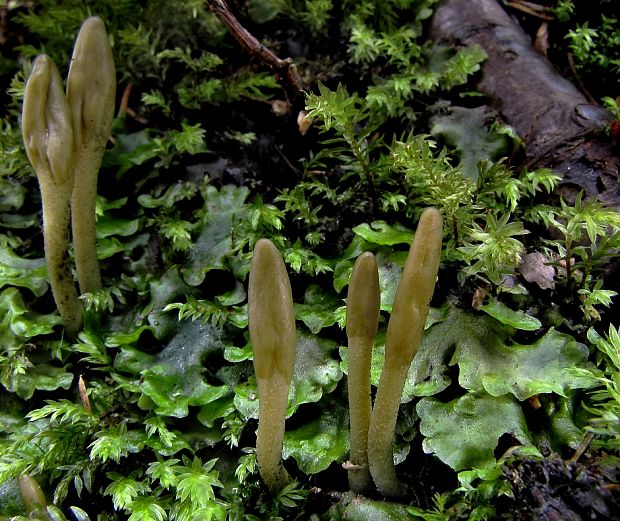 drobnojazýček zelený Microglossum viride (Pers.) Gillet