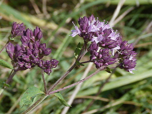 pamajorán obyčajný Origanum vulgare L.