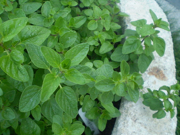 pamajorán obyčajný (oregano) Origanum vulgare L.