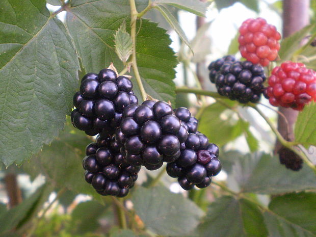 ostružina černicová - černica thornfree Rubus fruticosus agg.