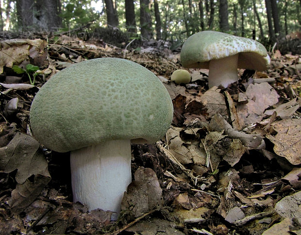 plávka zelenkastá Russula virescens (Schaeff.) Fr.