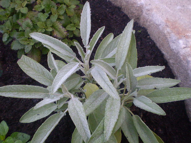 šalvia lekárska Salvia officinalis L.