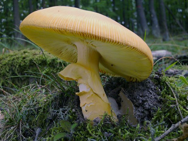 muchotrávka cisárska Amanita caesarea (Scop.) Pers.