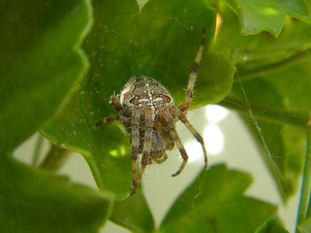 križiak obyčajný Araneus diadematus