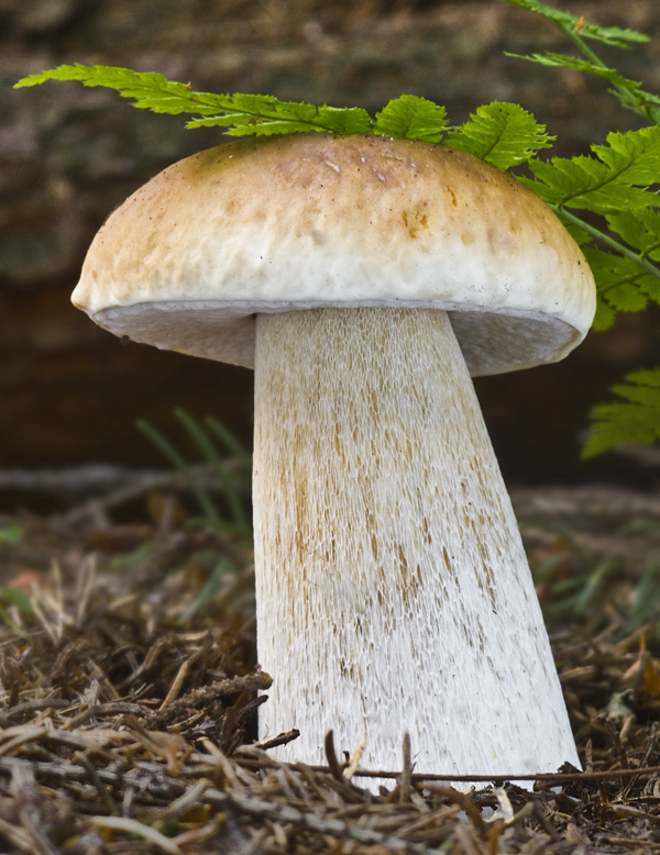 hríb smrekový Boletus edulis Bull.