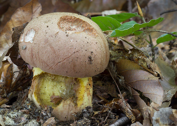 hríb príveskatý Butyriboletus appendiculatus (Schaeff. ex Fr.) Secr.