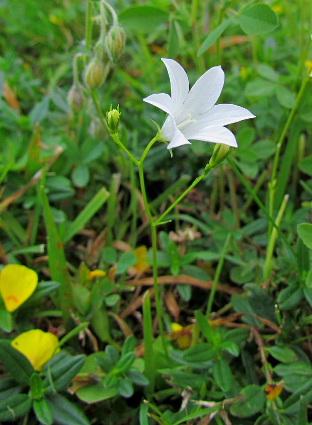 zvonček konáristý (albín) Campanula patula L.