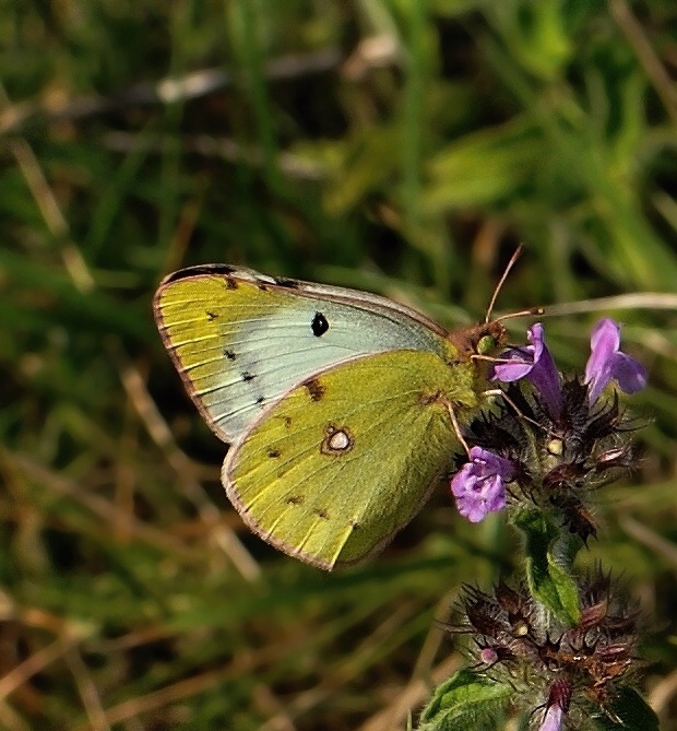 žltáčik ranostajový Colias hyale