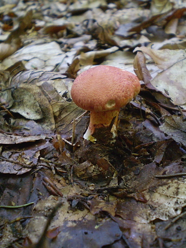 pavučinovec červenošupinatý Cortinarius bolaris (Pers.) Fr.