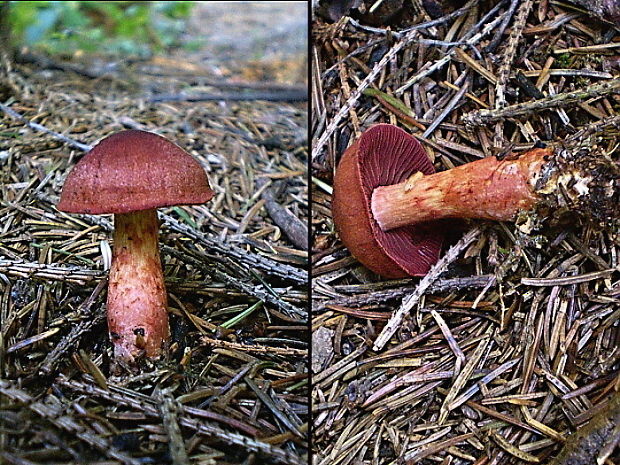 pavučinovec Cortinarius phoeniceus