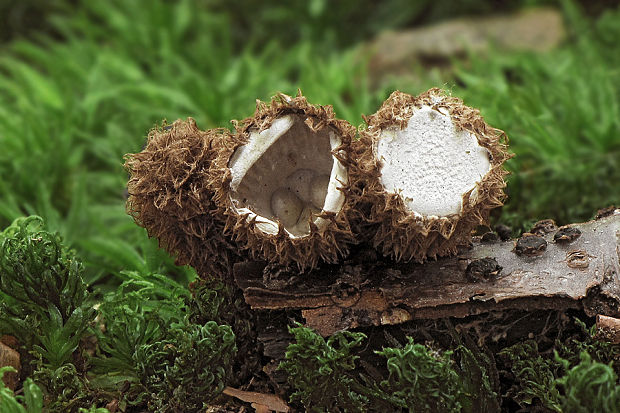 čiaškovec pásikavý Cyathus striatus (Huds.) Willd.