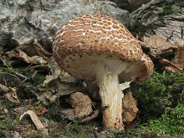 bedlička ostrošupinatá Echinoderma asperum (Pers.) Bon