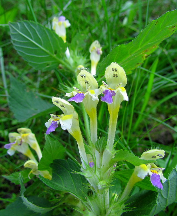 konopnica úhľadná Galeopsis speciosa Mill.