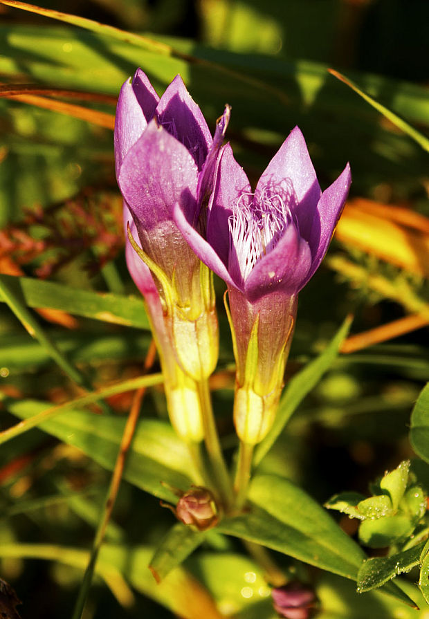 horček Gentianella sp.