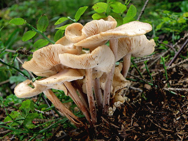 peniazovka trsovitá Gymnopus confluens (Pers.) Antonín, Halling & Noordel.