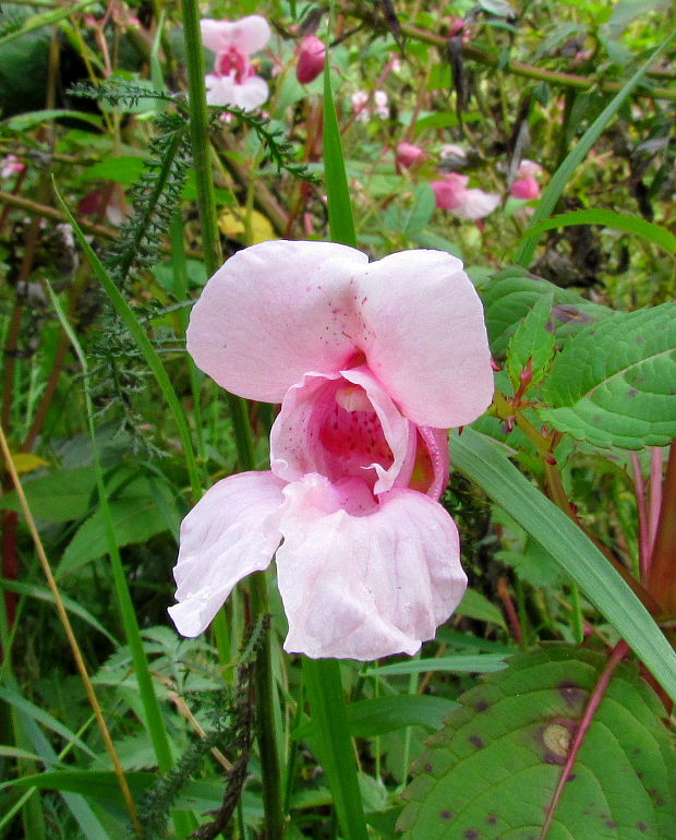 netýkavka žliazkatá Impatiens glandulifera Royle