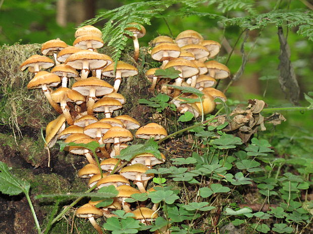 šupinačka menlivá Kuehneromyces mutabilis (Schaeff.) Singer & A.H. Sm.