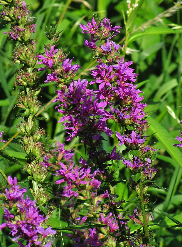 vrbica vŕbolistá Lythrum salicaria L.