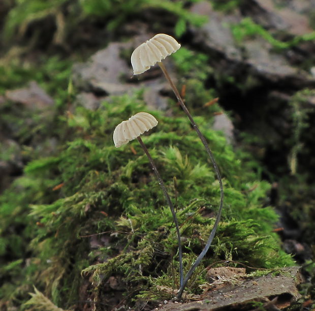 tanečnica golieriková Marasmius rotula (Scop.) Fr.