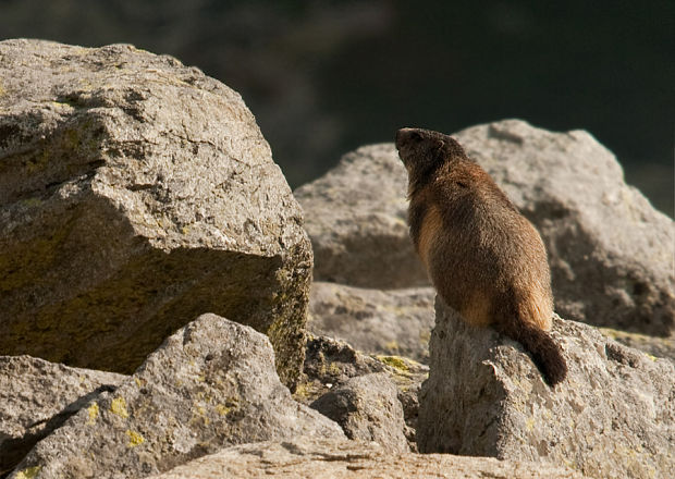 svišť vrchovský tatranský Marmota marmota latirostius