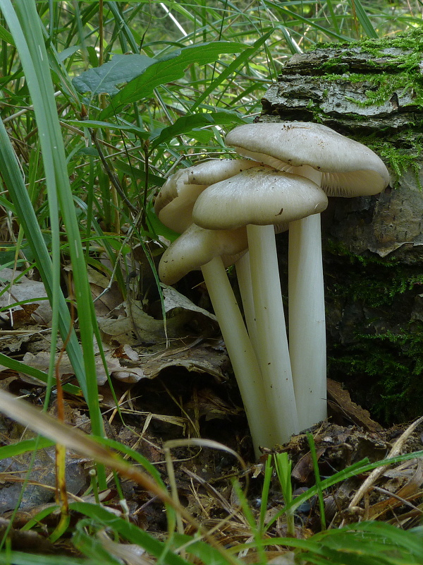 povraznica širokolupeňová Megacollybia platyphylla (Pers.) Kotl. & Pouzar