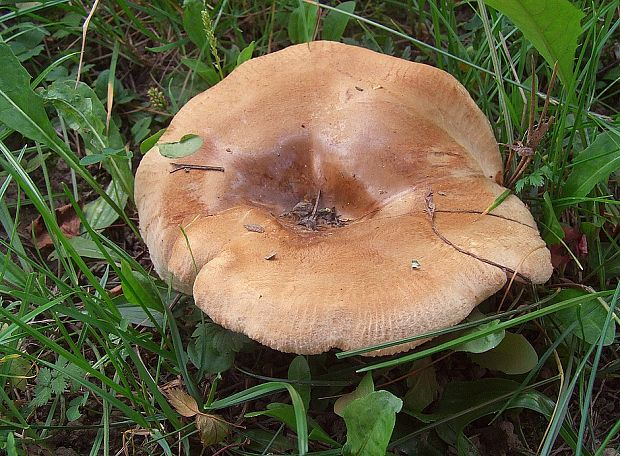 čechračka  Paxillus sp.