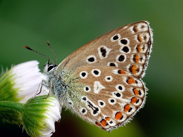 modráčik vikový Polyommatus coridon Poda, 1761