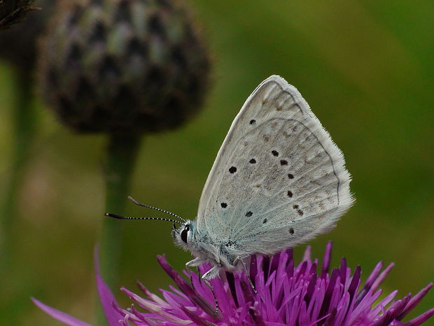 modráčik hnedoškvrnný Polyommatus daphnis