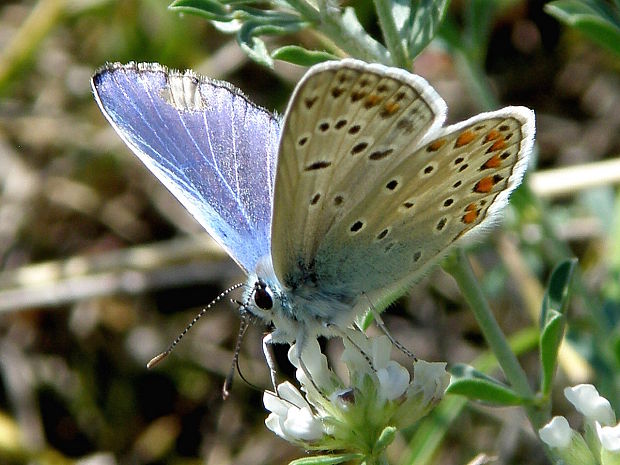 modráčik obyčajný  Polyommatus icarus