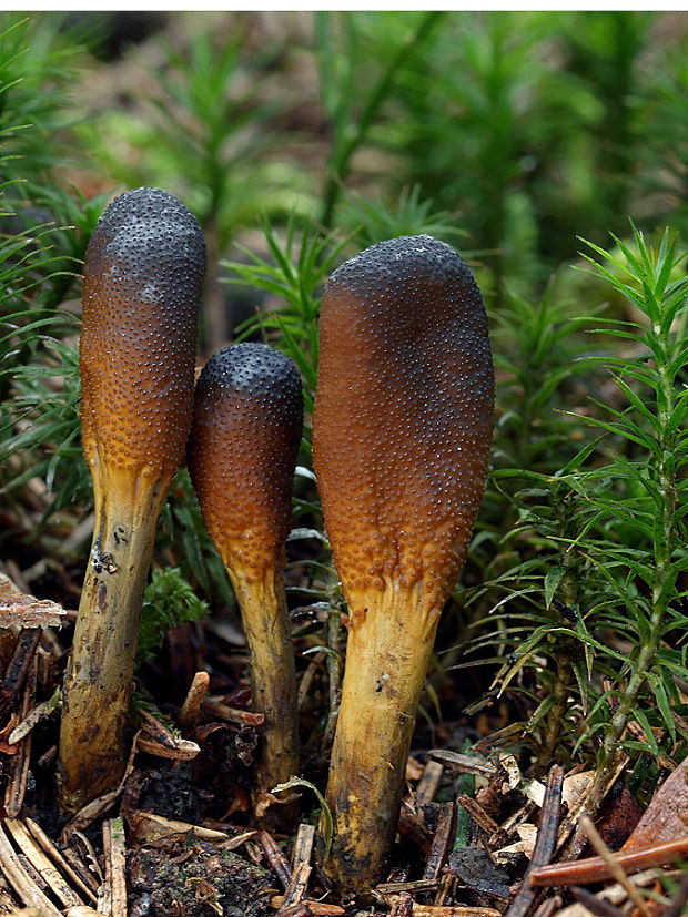 žezlovka srnková Tolypocladium ophioglossoides (J.F. Gmel.) Quandt, Kepler & Spatafora