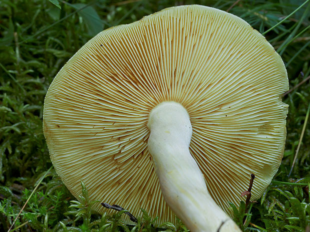 čírovka severská Tricholoma aestuans (Fr.) Gillet