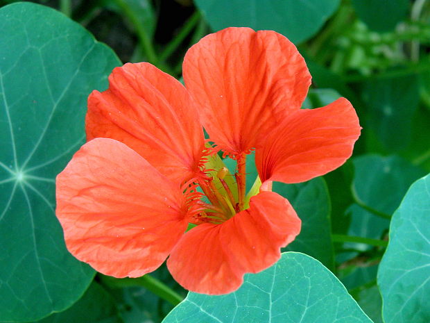 kapucínka väčšia Tropaeolum majus L.