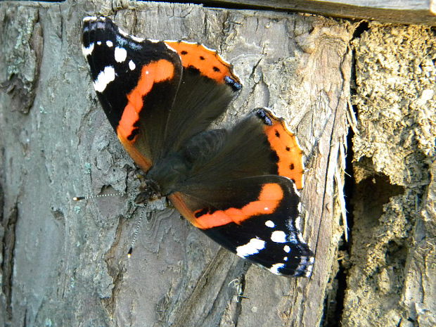 babôčka admirálska Vanessa atalanta