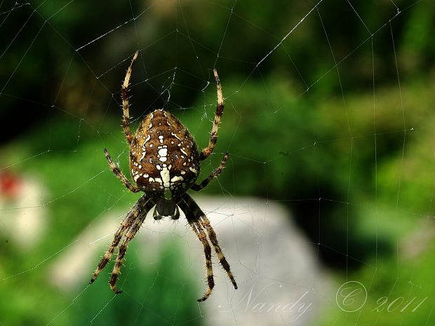 križiak obyčajný  Araneus diadematus