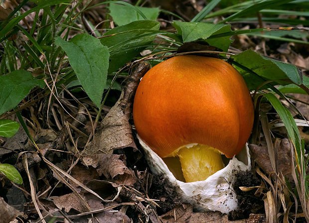 muchotrávka cisárska Amanita caesarea (Scop.) Pers.