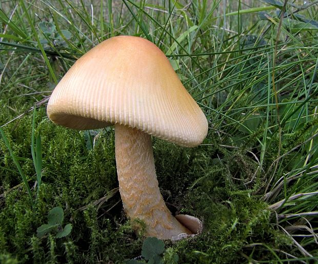 muchotrávka oranžová Amanita crocea (Quél.) Singer