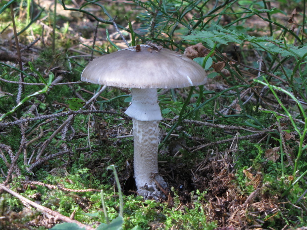 muchotrávka hrubá Amanita excelsa (Fr.) Bertill.