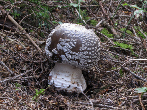 muchotrávka hrubá Amanita excelsa (Fr.) Bertill.