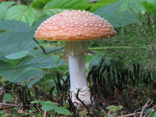 muchotrávka červená Amanita muscaria (L.) Lam.