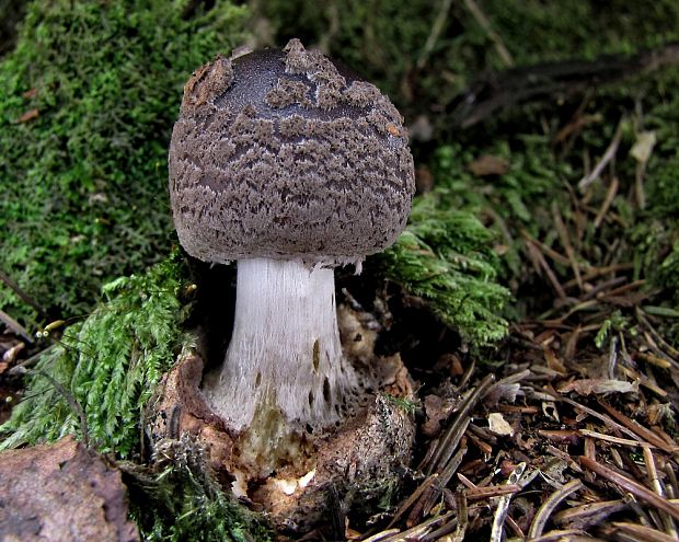 muchotrávka porfýrovosivá Amanita porphyria Alb. & Schwein.