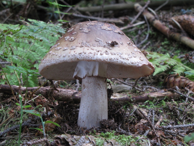 muchotrávka červenkastá Amanita rubescens Pers.