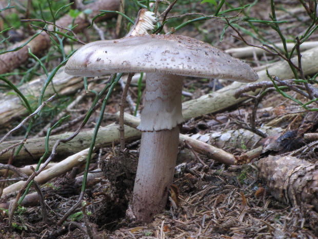 muchotrávka červenkastá Amanita rubescens Pers.