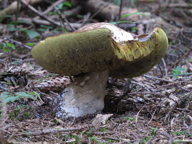 hríb smrekový Boletus edulis Bull.