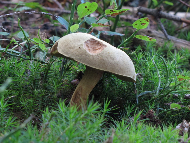 suchohríb plstnatý Boletus subtomentosus L.