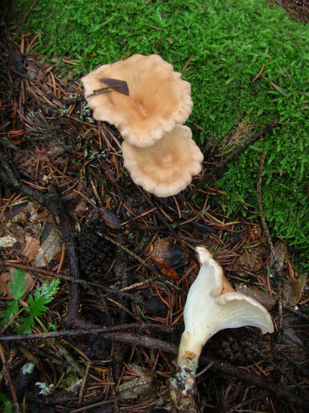 strmuľka? Clitocybe sp.