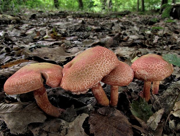 pavučinovec červenošupinatý Cortinarius bolaris (Pers.) Fr.