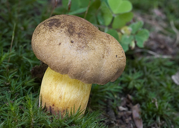 hríb modrejúci Cyanoboletus pulverulentus (Opat.) Gelardi, Vizzini & Simonini